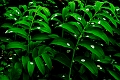 Flore_01_05_09n01