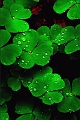 Flore_03_05_09n01