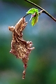 Flore_22_03_09n01bis2
