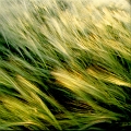 Photo45