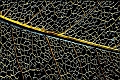 feuille_morte