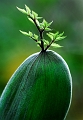 flore02_08_09n01