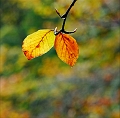 flore02_11_08n02