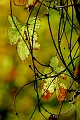 flore02_11_08n03