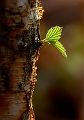 flore16_05_10n01
