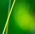 flore19_07_10n02