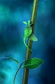 flore22_05_09n03