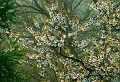 flore24_04_10n01