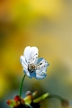 flore24_04_10n04