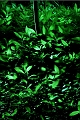 flore25_04_09n01
