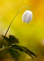 flore25_04_10n01