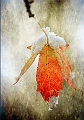 flore28_11_2010n03