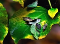 flore31_10_09n01