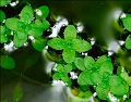 flore_07