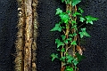 flore_19_04_09n01bis
