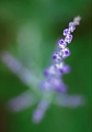 flore_27