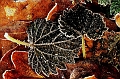 givre