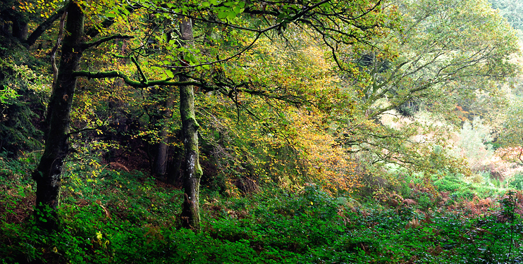 paysage31_10_09n01.jpg - .