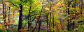 pano_arbre15_11_09n01