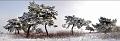 pano_arbre19_12_09n02