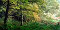 paysage31_10_09n01