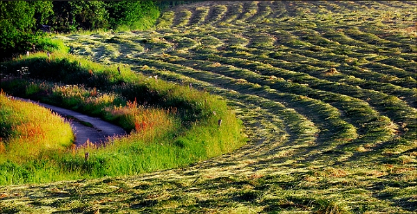 Culture31_05_09n01_1.jpg