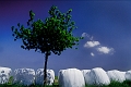 arbre_nuage