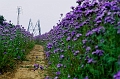 fleurs_electrique