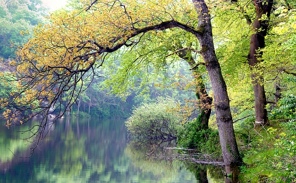Arbre01_05_11n01bis.jpg