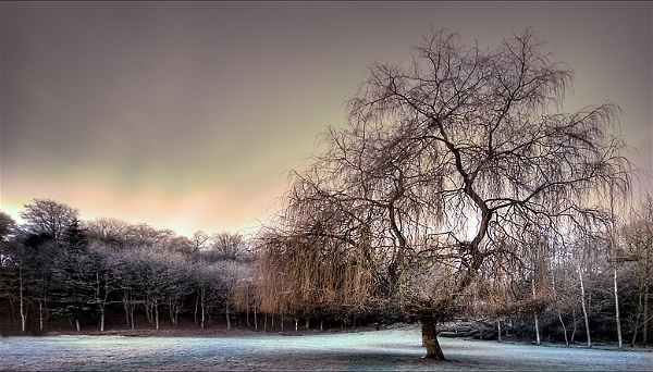Arbre02_01_10n01.jpg