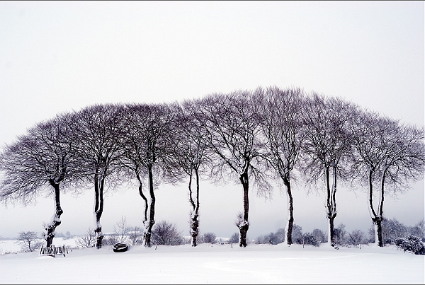 Arbre19_12_09n01.jpg