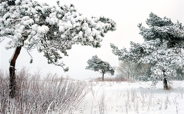 Arbre19_12_09n03.jpg