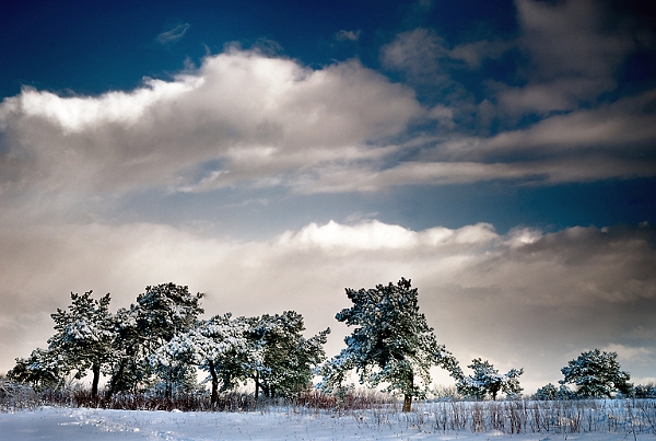 Arbre19_12_09n05.jpg