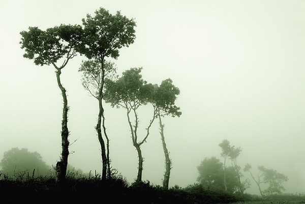 Arbre31_05_09n01.jpg