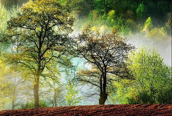 Arbre_01_05_09n03.jpg