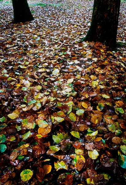 arbre02.jpg