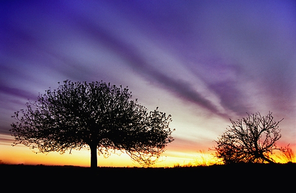 arbre06.jpg