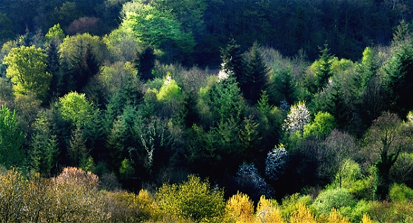 arbre26_04_09n04.jpg