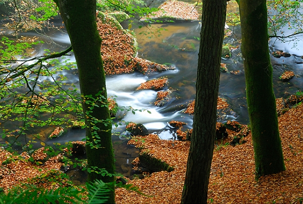 gouet17_10_08n08.jpg