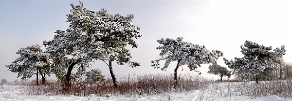 pano_arbre19_12_09n02.jpg