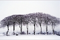 Arbre19_12_09n01