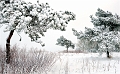 Arbre19_12_09n03