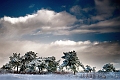 Arbre19_12_09n05