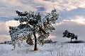 Arbre19_12_09n06