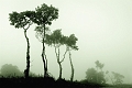 Arbre31_05_09n01