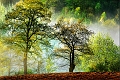 Arbre_01_05_09n03