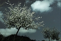 Arbre_01_05_09n05bis