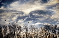 Ciel27_12_11n01