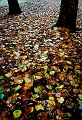 arbre02