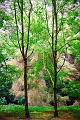 arbre04_08_09n01